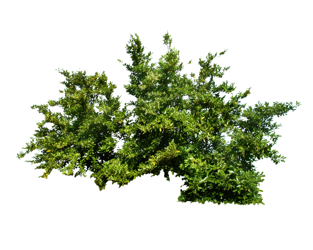 desert bush png