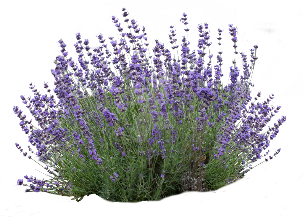 lavender png